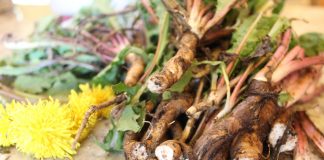 Cum se recoltează și cum te tratezi cu rădăcină de păpădie