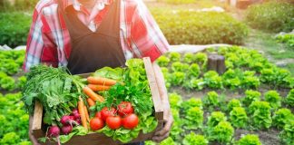 18 plante care nu trebuie sădite alăturat, dacă vreți să aveți o grădina productivă