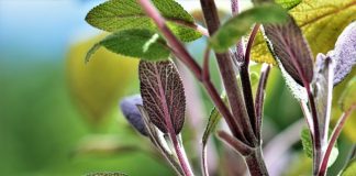 SALVIA înlătură OBOSEALA mentală, stările de NERVOZITATE, ASTENIA și tulburările de MEMORIE