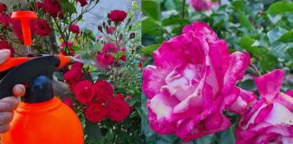 Cea mai frecventă boală a trandafirilor și modalități de combatere a acesteia