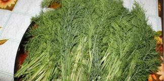 De ce e bine să mâncăm MĂRAR. Are importante beneficii pentru sănătate, la unele dintre ele nici nu te-ai fi gândit