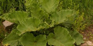 BRUSTURELE – remediu natural pentru 10 probleme de sănătate