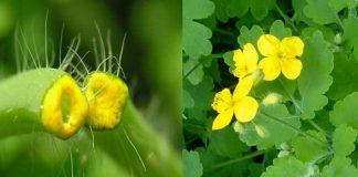 Rostopască – cel mai bun tratament de negi!