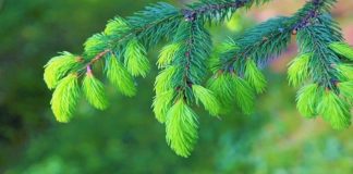 CEAIUL din MUGURI de BRAD – leac mănăstiresc pentru afecțiunile RESPIRATORII