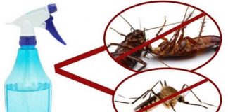 In casă nu vei mai găsi muște, țânțari, sau gândaci de bucătarie. Soluția naturală care le gonește pe vecie