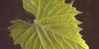 Frunze de viță de vie – cât de sănătoase sunt și cum le putem consuma