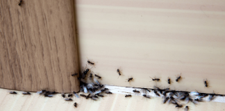 7 moduri de a scăpa de insectele din casa ta care chiar funcționează