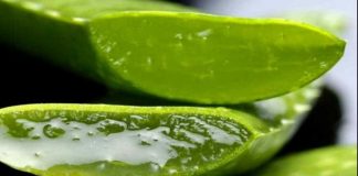 9 plante care stimuleaza metabolismul si te ajuta sa slabesti