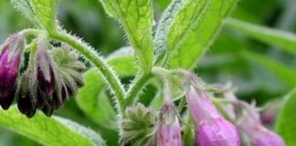 Tătăneasa – Folosită de pe vremea dacilor tratează peste 100 de boli – De la gastrite, infecții, fibroame pană la cancere, tumori și umflături