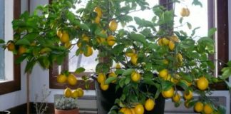 Cum se plantează lămâiul pitic sau alte citrice?