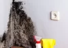 Cum sa eliminati mucegaiul de pe pereti, astfel incat sa nu mai revina niciodată