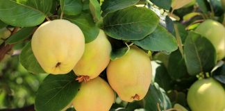 Păstrați peste iarnă frunzele de gutui. Reprezintă o adevărată sursă de sănătate încă din Antichitate