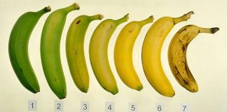 Stii care dintre aceste 7 banane estea cea mai sanatoasa pentru organisumul tau? Multi gresesc, dar raspunsul corect este..