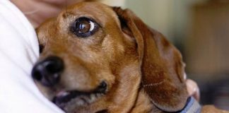 Daca ai nevoie de un prieten adevarat în viata ta, atunci trebuie sa îți iei un câine