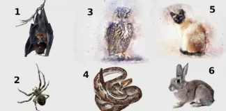 Test psihologic: alege animalul care iți place cel mai mult si descoperă adevărata esență a personalității tale