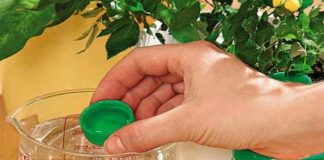 10 Îngrășăminte naturale pentru florile de casă