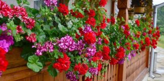 Cum se provoacă înflorirea abundentă a muşcatelor – 12 sfaturi pentru mușcate de invidiat!