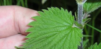 URZICA – Alungă oboseala și combate bolile reumatice