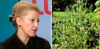 Cimbrul este cea mai puternică plantă din lume – dr. Daniela Bușneag