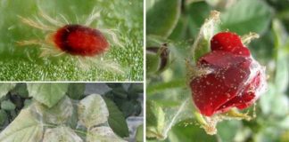 Cum să scăpați de acarienii de pe trandafiri