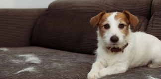 Cum se poate îndepărta părul de câine eficient