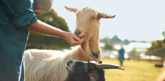 4 motive pentru care brânza de capră este mai bună decât cea de vacă