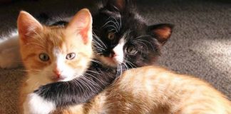 Pisicile, efect terapeutic în casa noastră – Ne aduc liniște, pace și bunăstare