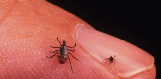 10 lucruri bine de știu dacă te mușcă o căpuşă. Recomandările medicului Tudor Ciuhodaru, pentru toți părinții și bunicii