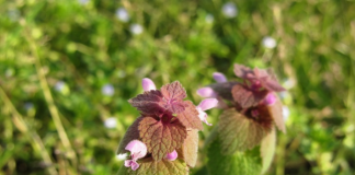 Urzica moartă mov (lamium purpureum) – o “buruiană” foarte valoroasă – beneficii, utilizări și precauții