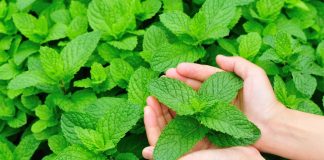 MENTA ne scapă de DURERILE de STOMAC şi de stările de greaţă
