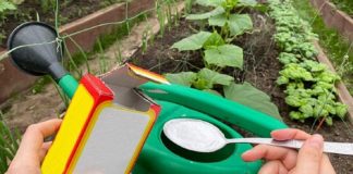 Bicarbonatul de sodiu — salvatorul grădinii! Pur și simplu adăugați-l în apa din stropitoare și udați grădina!