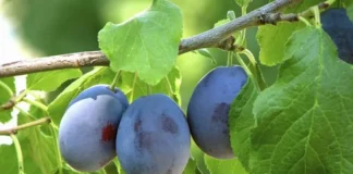 Frunzele de PRUN – elimină cheagurile din vasele de sânge.