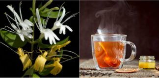 MÂNA MAICII DOMNULUI (Caprifoiul) – Planta cu efecte tămăduitoare atât pentru bolile trupești, cât și pentru cele sufletești.