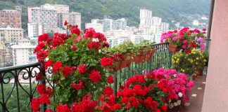 Cum să ai mușcate cu flori bogate, ce-ți vor colora grădina sau balconul!