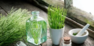 Coada Calului – Planta care tratează osteoporoza și încetinește îmbătrânirea!