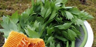 Amestecă Leuștean cu Miere și consumă-l cât mai des – iată beneficiile!