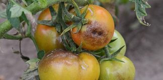 6 Rețete cu care puteți Salva Roșiile de Mană