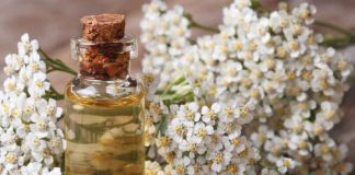 TINCTURA de COADA–ŞORICELULUI scade colesterolul ’’rău’’, trigliceridele şi tensiunea arterială