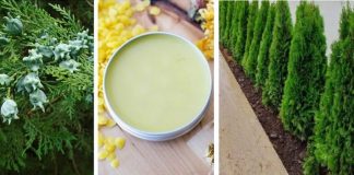 Unguentul de Tuia – vindecă RĂNILE, afecțiunile OASELOR, bun pentru noduli, ganglioni inflamati, dureri reumatice