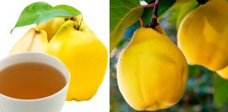 Ceaiul de gutui – 10 beneficii pentru sănătate! Reface celulele ficatului, susține funcția pancreasului, reglează tensiunea arterială, tratează insuficiența cardiacă