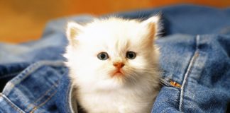 Ai pisică în casă? Consideră-te o persoană norocoasă! Ea simte când un om este bolnav şi poate identifica energia negativă în organism.