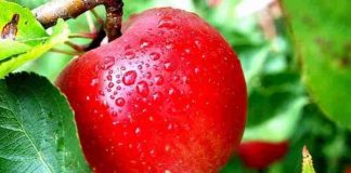 Un măr pe zi ține doctorul departe – Adevăr sau minciună?