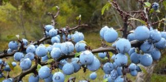 Porumbele – cadoul toamnei pentru sănătatea noastră (beneficii și reţete)