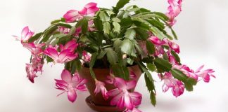 Împodobește-ți casa cu Cactusul de Crăciun! Acesta va fi plin de flori dacă urmați câteva sfaturi simple.