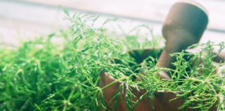 Coada-Calului scade Glicemia în doar 2 ore. Iată cum trebuie administrată în Diabetul de tip II!