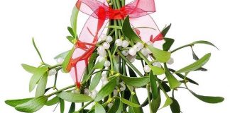 Planta care aduce belșug în casă de Crăciun, este un adevărat „medicament”. În Germania și Elveția este folosită în tratarea cancerului.