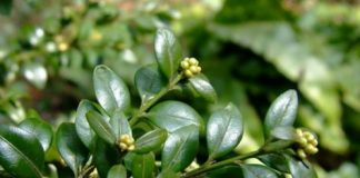 Cimișirul – Un singur leac pentru noduli, chisturi, cancer, artrite, reumatism, gută sau parazitoze intestinale!