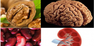 Medicina Lui Dumnezeu – Plantele seamănă cu organele interne pe care le vindecă!