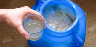 Moarea de Varză – beneficii incredibile pentru sănătate!