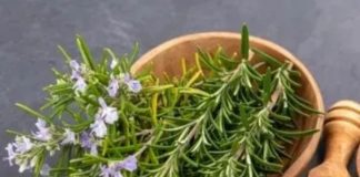 Cum să folosim ROZMARINUL pentru a ne stabiliza tensiunea arterială, pentru a ameliora astmul şi tusea convulsivă, pentru energie şi memorie!